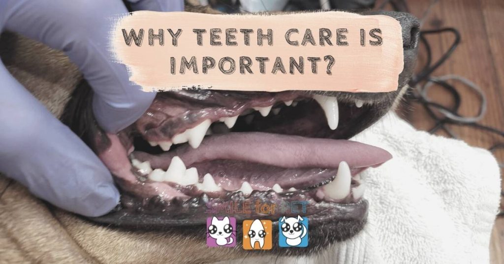 Why teeth care is important