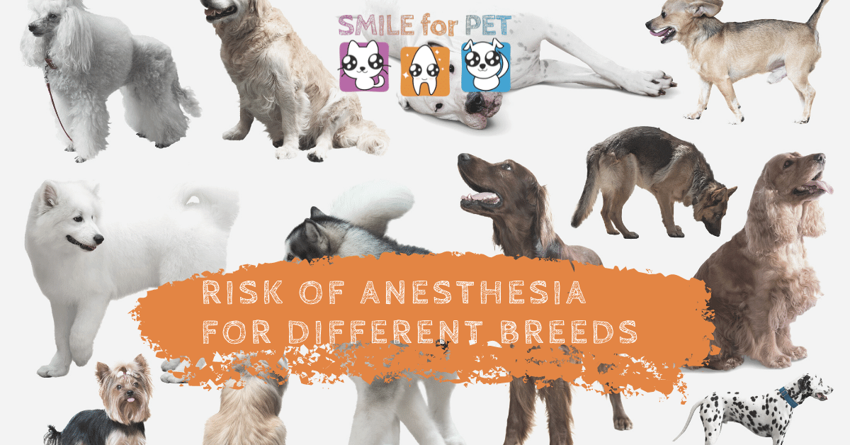 Risk of Anesthesia for Different Breeds