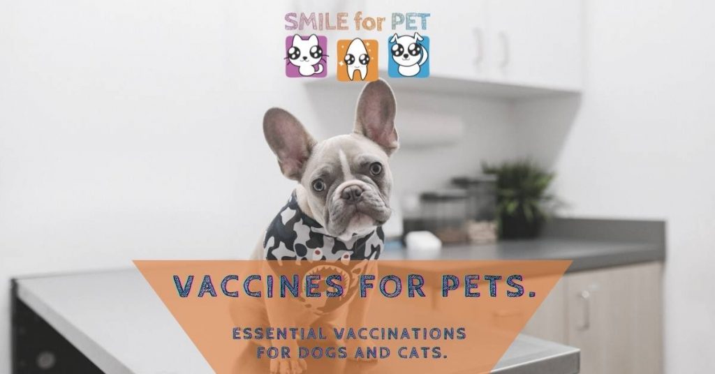 Vaccines for pets. Essential Vaccinations for dogs and cats.
