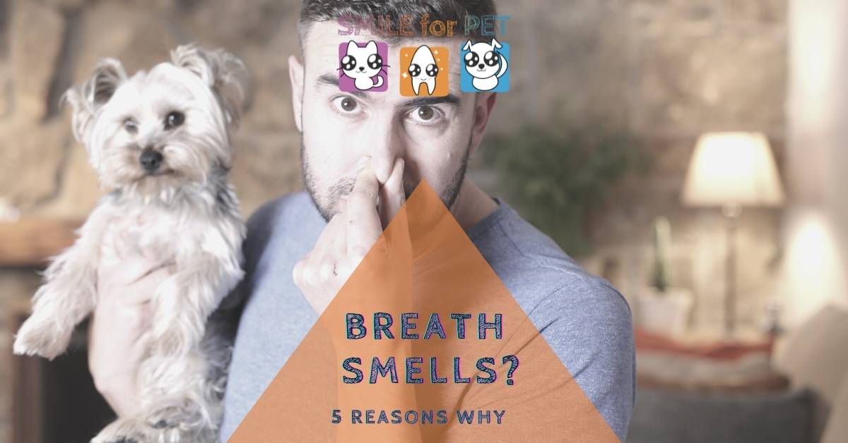 Breath Smells? 5 reasons why