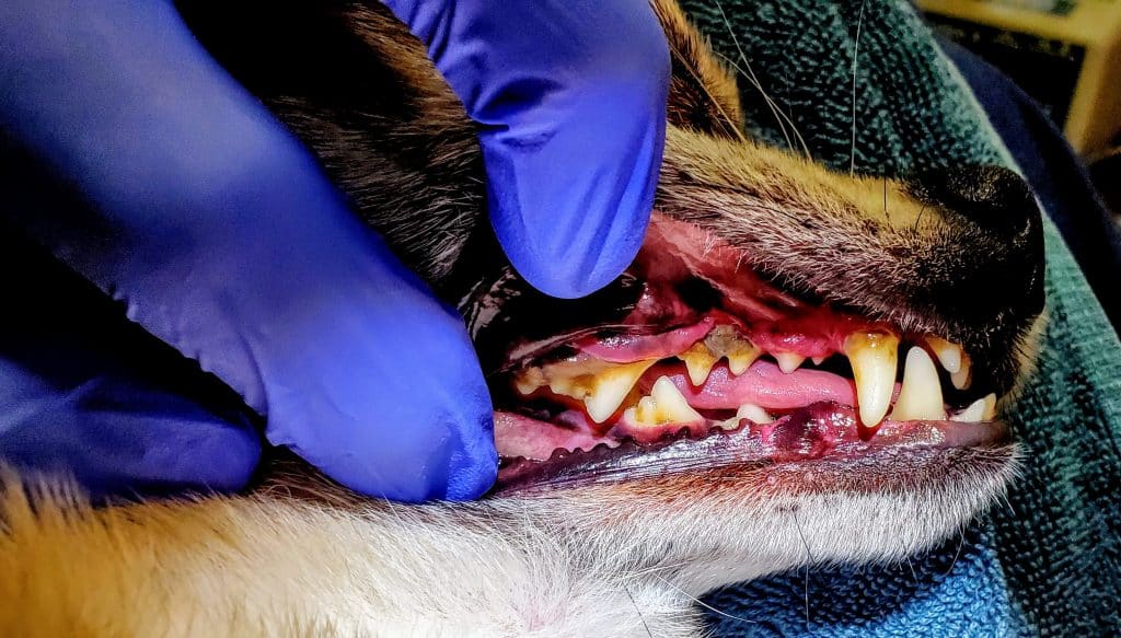 tartar at dog's teeth