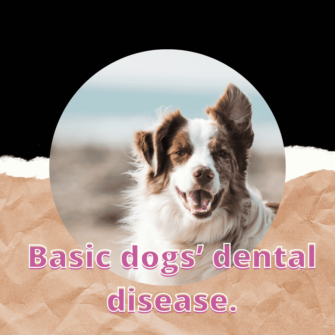 Dog dental disease