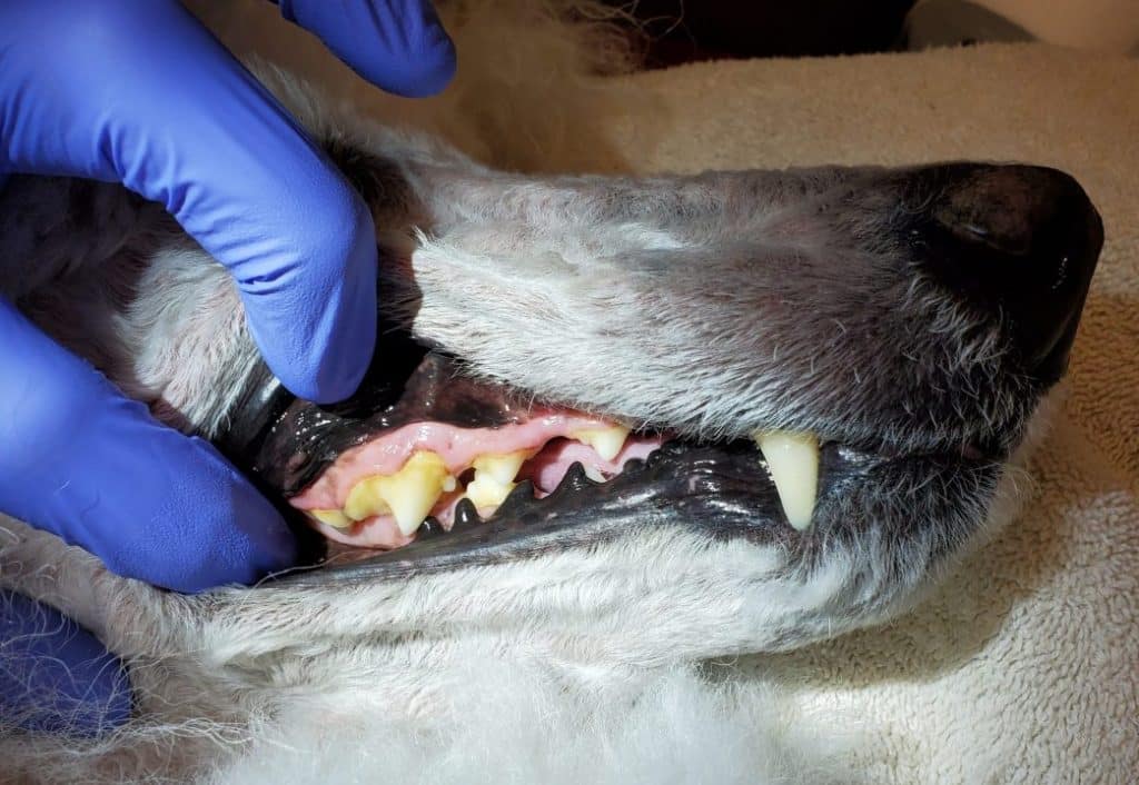 plaque before forming tartar on white poodle teeth