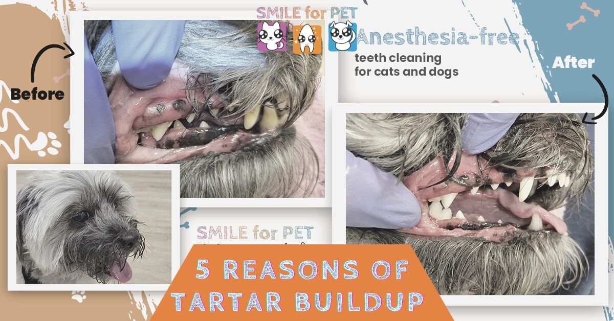 5 reasons of Tartar buildup on dog’s teeth