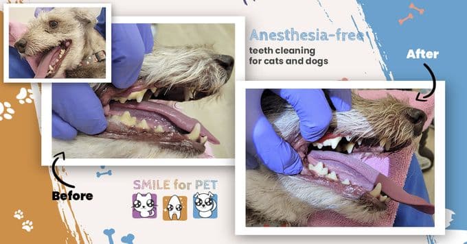 Before & after anesthesia-free teeth cleaning