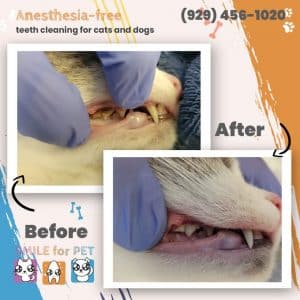 anesthesia-free teeth cleaning for cats