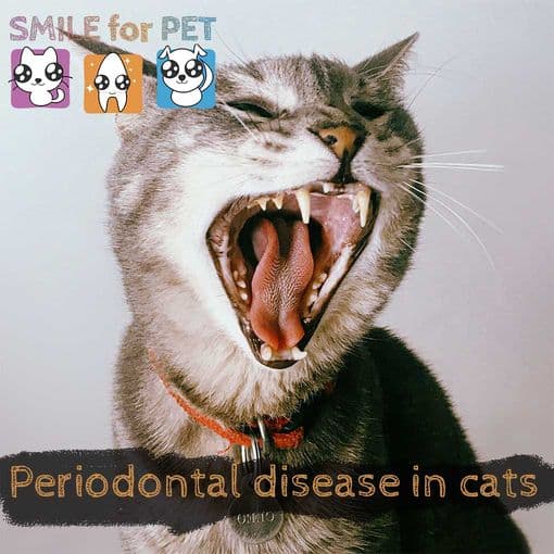 Periodontal disease in cats