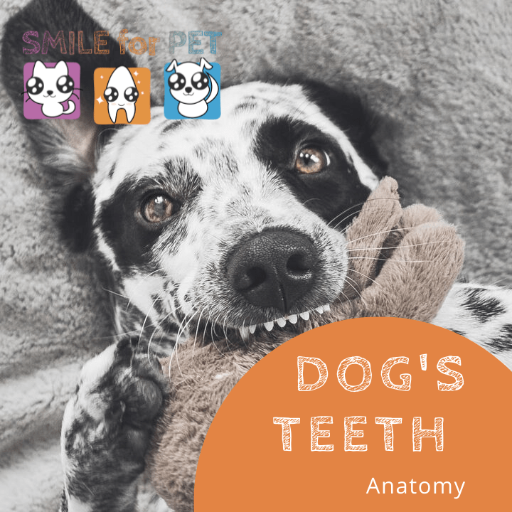 Dogs teeth anatomy