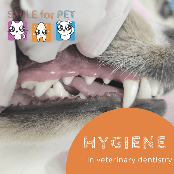Hygiene in veterinary dentistry