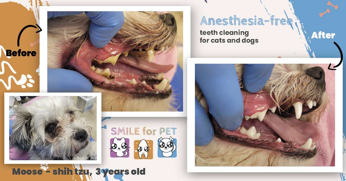 Anesthesia-free teeth cleaning Smile4pet