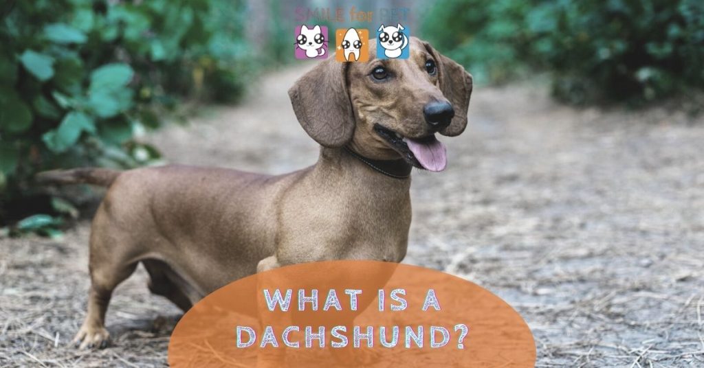 What Is A Dachshund