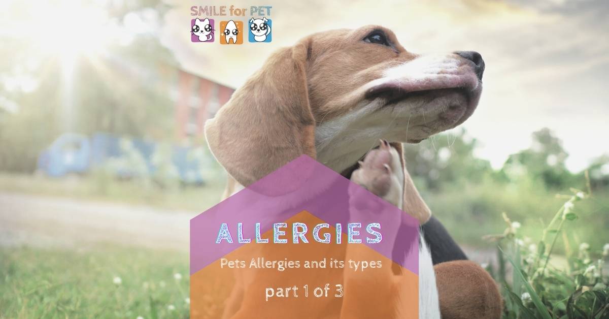 Pets Allergies and its types