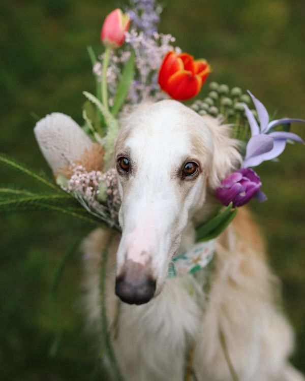 Sighthounds and risk of anesthesia