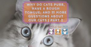 11 more questions about our cats