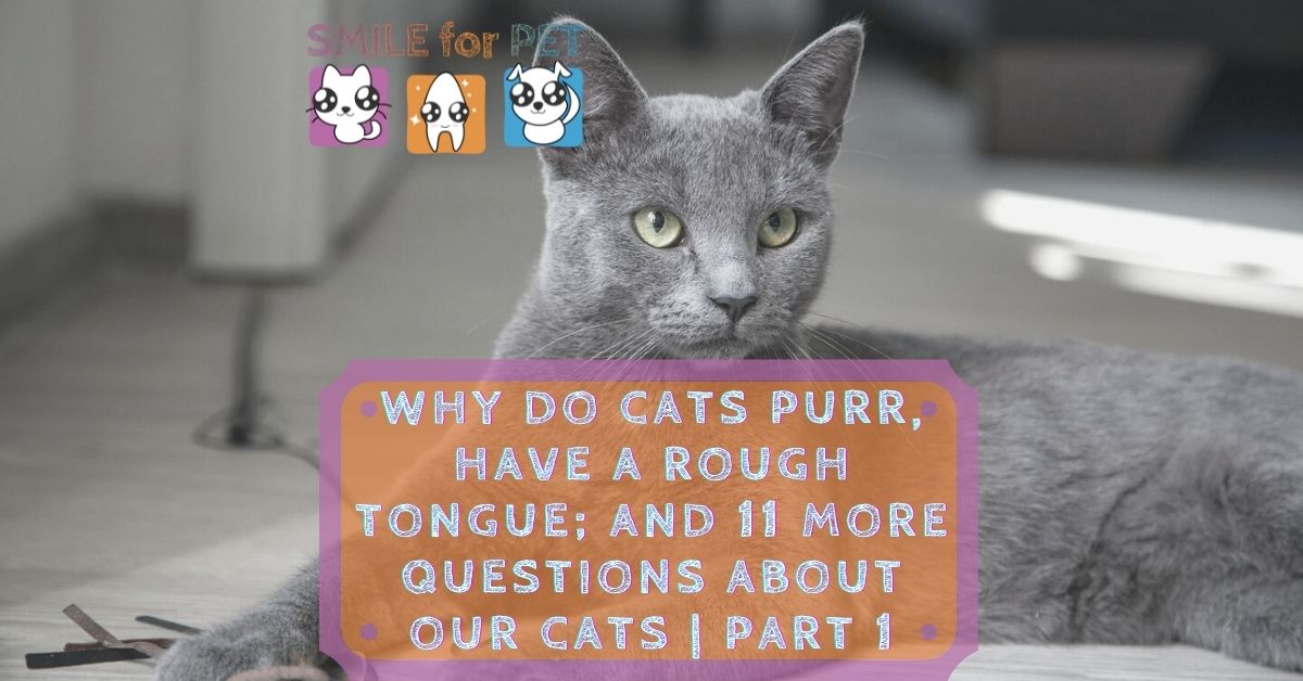 11 questions about cats