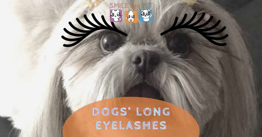 dogs' long eyelashes