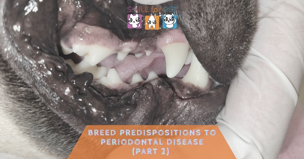 Breed predispositions to periodontal disease