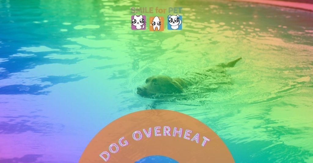 Dogs overheat