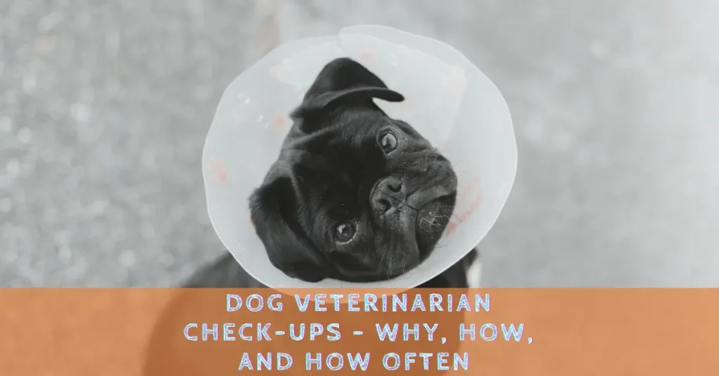 Dogs need regular veterinarian check-ups to keep them healthy. Find out why, how, and how often your dog should go to the vet in this article from Smile4pet.