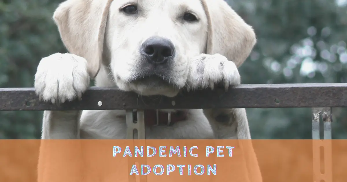 Adopting a Pet After the Pandemic: How to Find a New Best Friend
