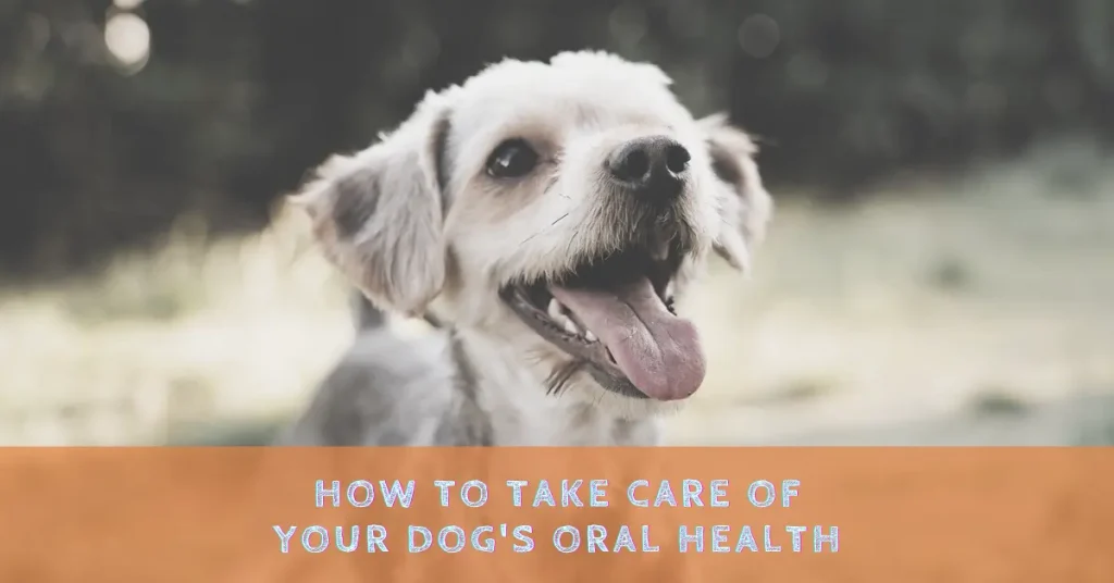 How to Take Care of Your Dog's Oral Health: Tips from the Pros