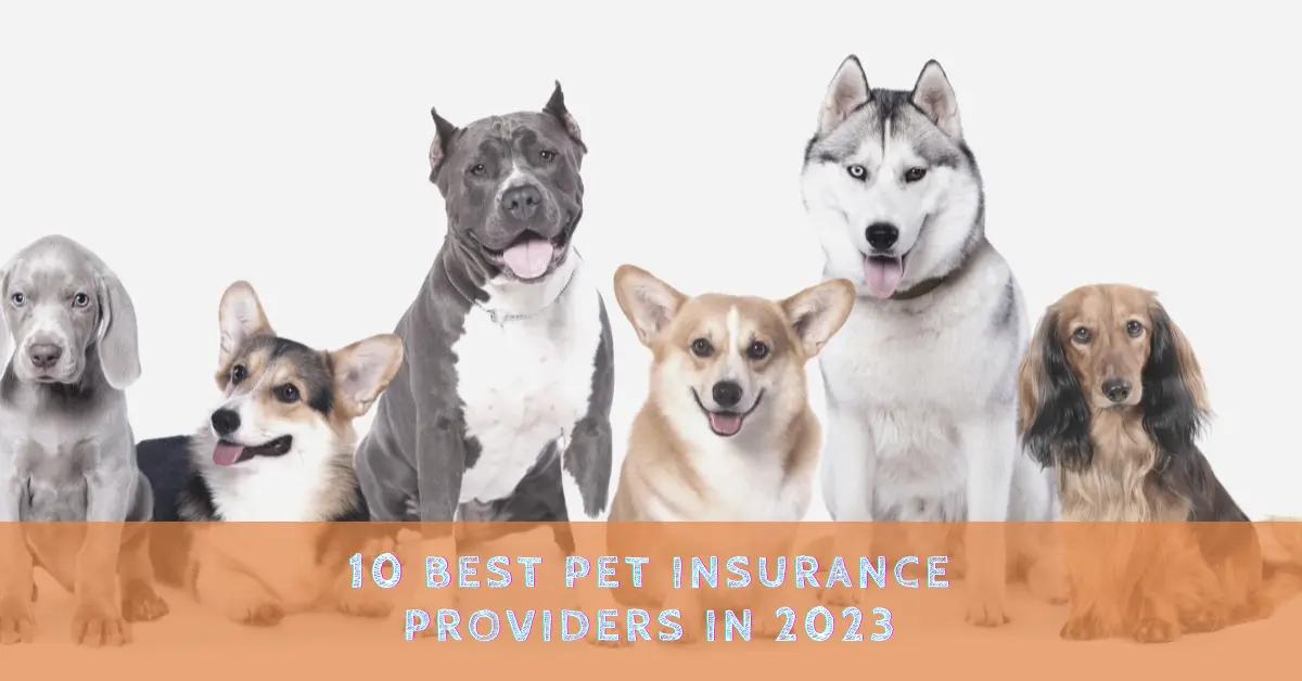 10 Best Pet Insurance for Dog Owners in 2023 - Smile4pet